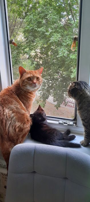 Продаём  котенка