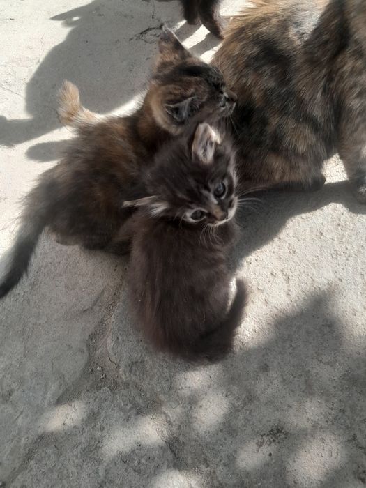 Котята бесплатно отдам