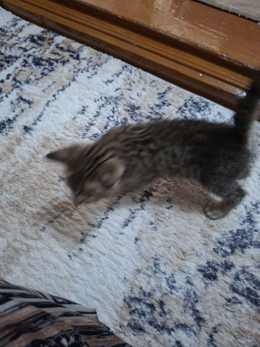 Отдам котят прекрасных