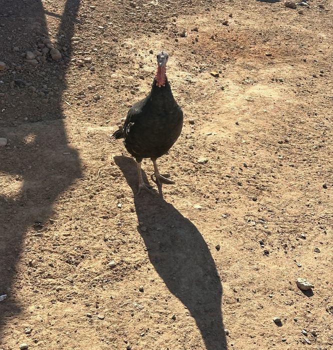 2 үндік сатылады