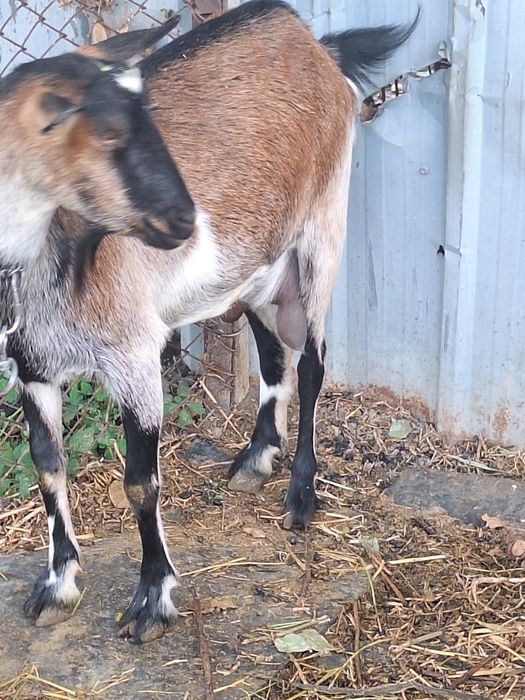 Продам коз  с Кендала