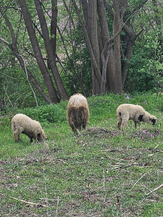 Oi de vanzare 2900 negociabil