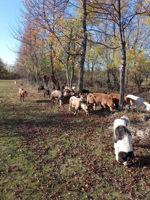 De Vânzare Capre gestante
