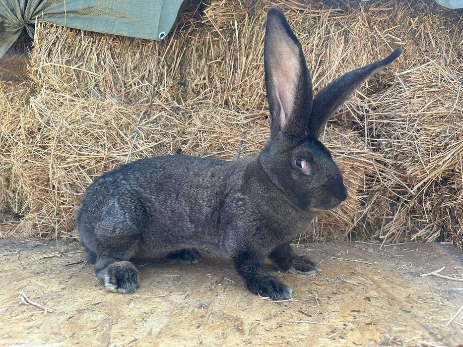 Iepuri uriaș german