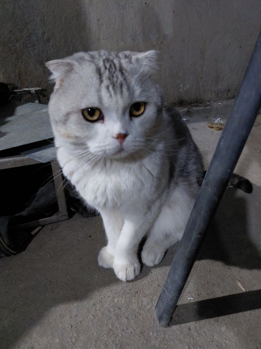 Кошка парода бенгалски