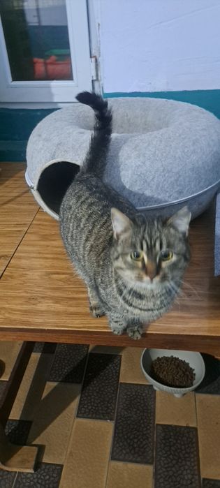 Кошечка стерильная