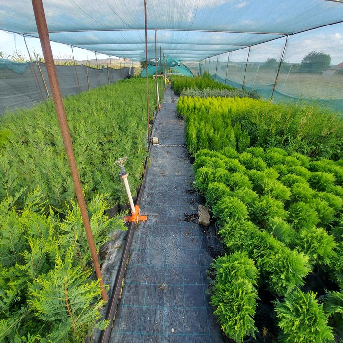 Leylandii / Tuia Smaragd / Laur Englezesc / Photinia Red Robin