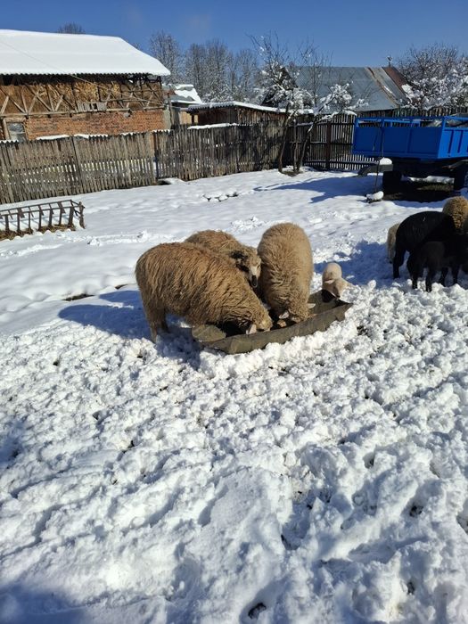 Vând oi cu miei după ele