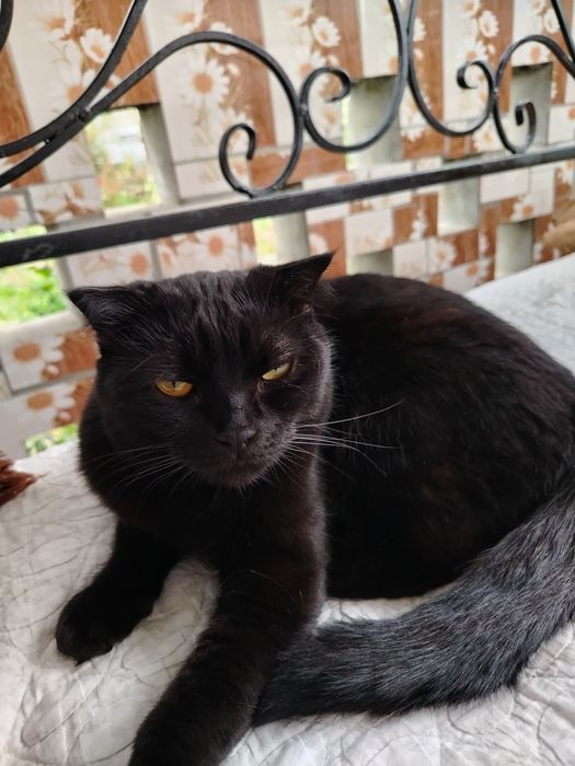 Отдается в добрые руки метис шотландской вислоухой кошки.