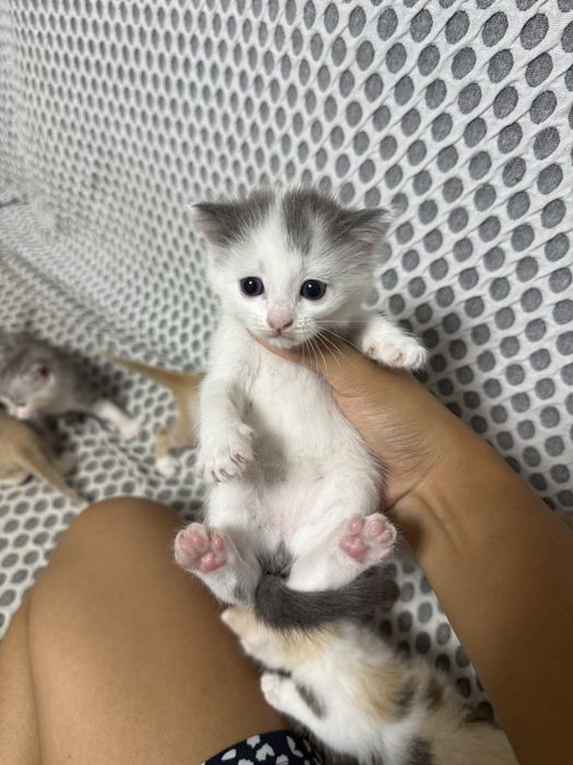 Отдам котят в добрые руки