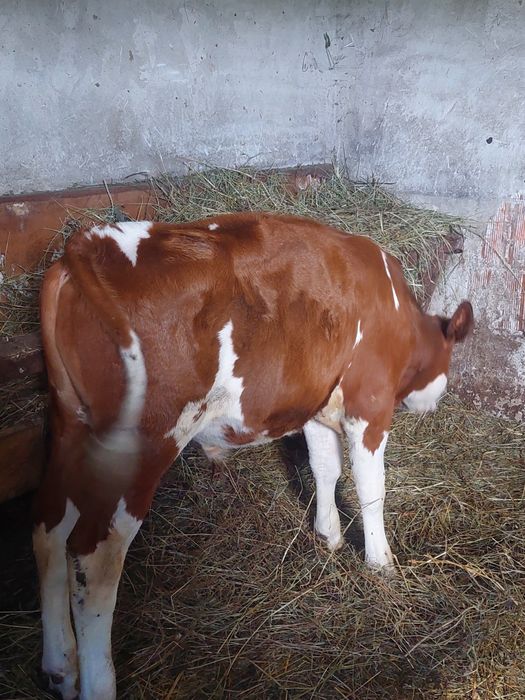 Vînd tăuraș bălțat