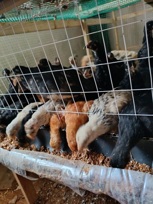 Жужалар сотилади