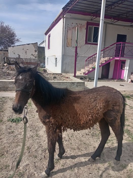 жылкы жабагы тай