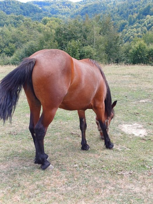 Mânza de vanzare