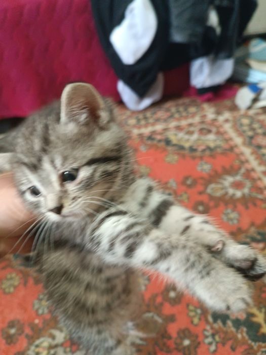 Отдам котят срочно