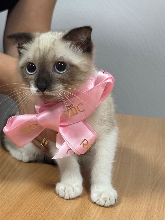 Отдам котенка в добрые руки.