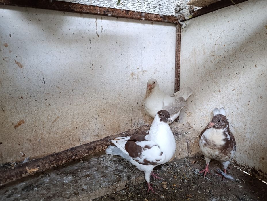 Голуби кинги 1+1 и малыш всех отдам оптом