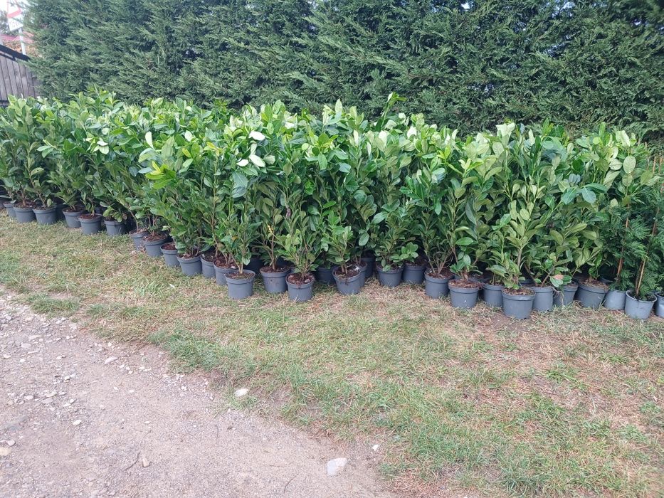 Tuia leylandii  150-180 cm