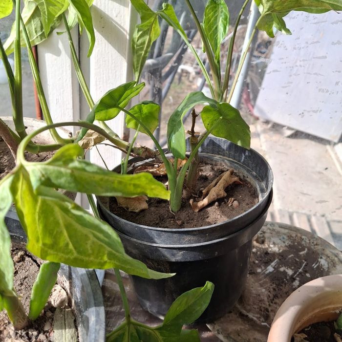 Срочно, Герани 500