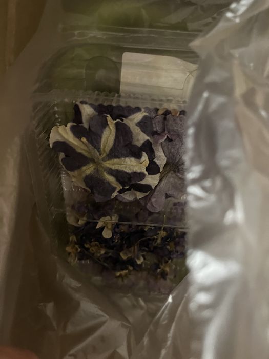 продам сухие цветы