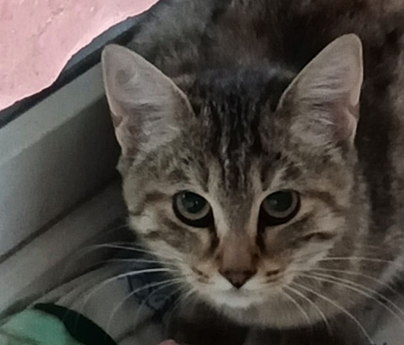 Котёнка крысолова