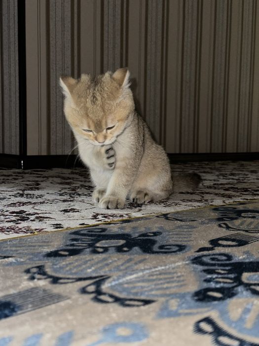 British Shorthair (британская короткошёрстная) golden shaded