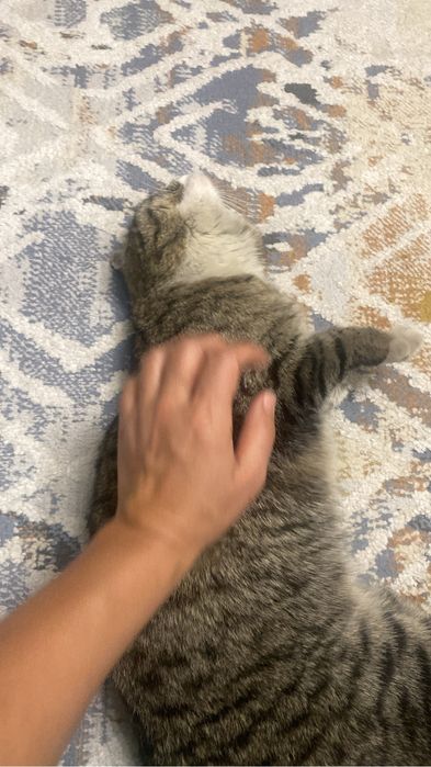 Отдам кошечку хорошим и добрым людям.