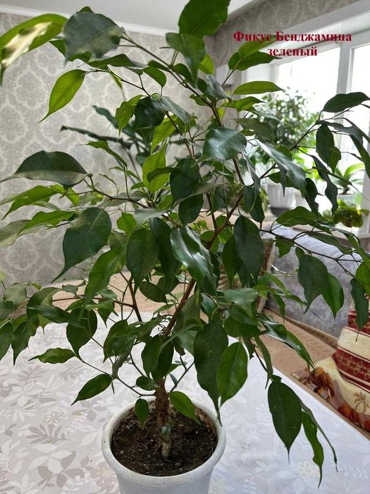 Цветы для дома- приносят удачу