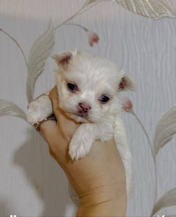 Красивые мини девочки Мальтезе