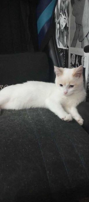 Отдам бесплатно кота и кошку подростков