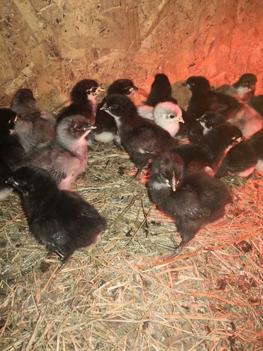 Pui Australorp (Negru și Albastru) – Excelență în Producția de Ouă