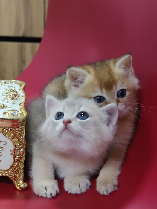 Котята на резерв шиншиллы