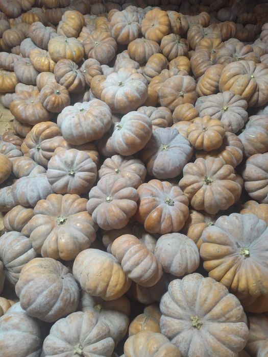 Тыква мусат де прованс (американка) оптом