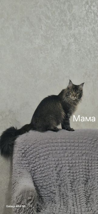 Продам чистокровных котят породы мэйнкун