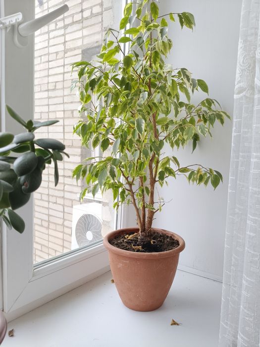 Денежное дерево, трехствольное!!!