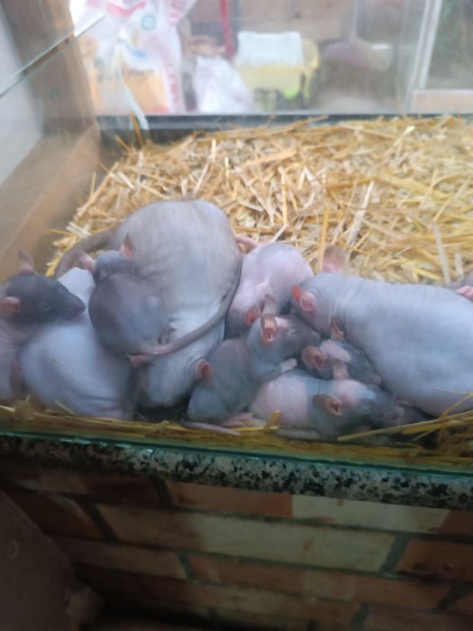 Продаётся крысы разные есть и Машы