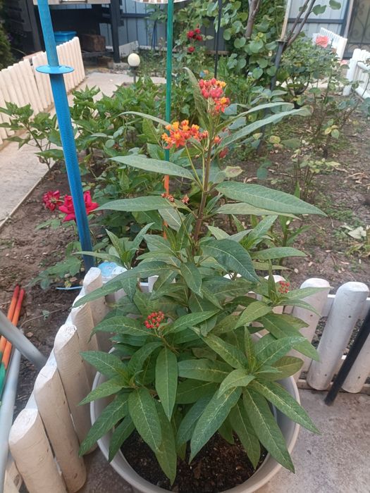 Leandru de Muntenegru