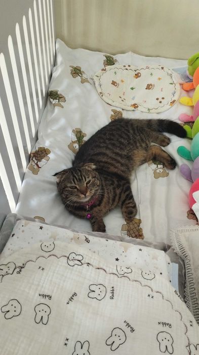 шотландская вислоухая кошка с котенком ( девочка)