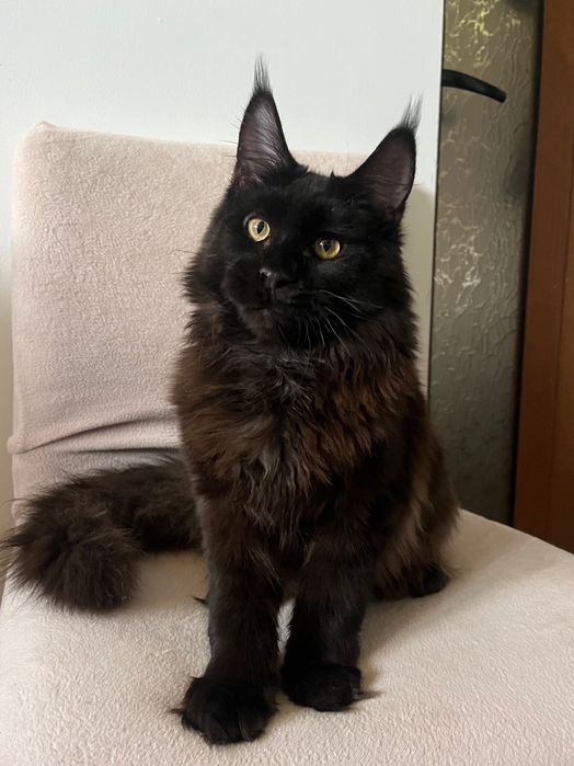 Baietel Maine Coon PEDIGREE Felisa