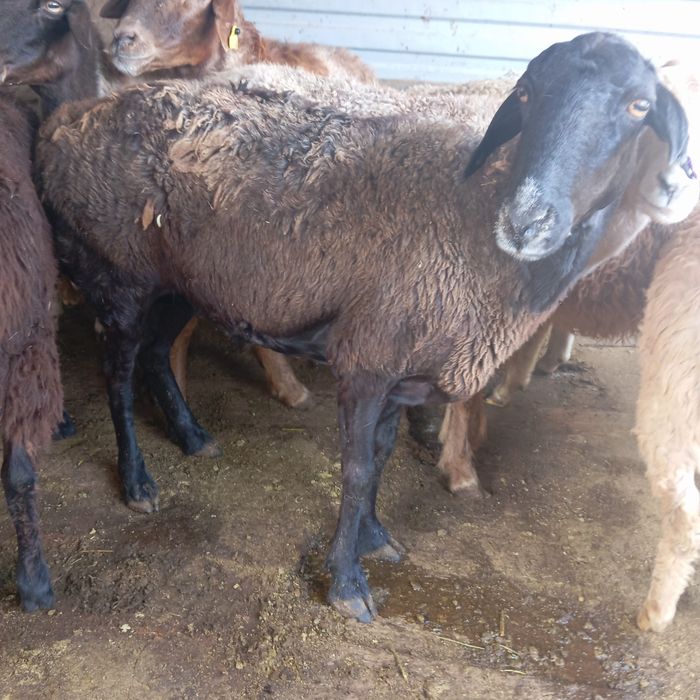 Продаются бараны жирные