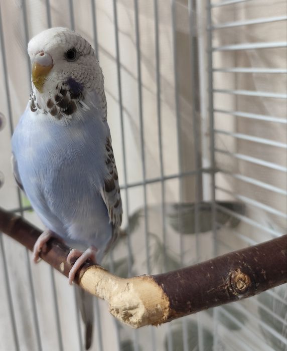 Волнистый попугай с клеткой