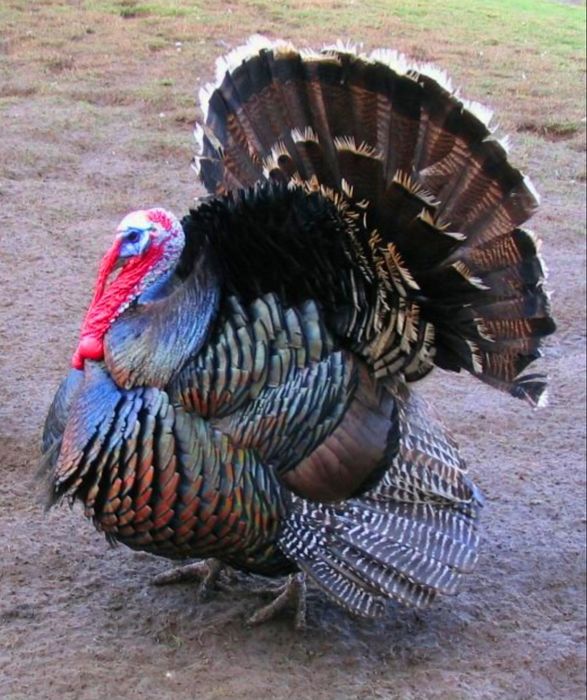 Иньдюк мясо продаётся