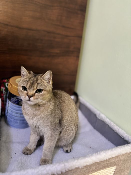 Золотая шиншилла тозза зотли девочка 6 месяцев