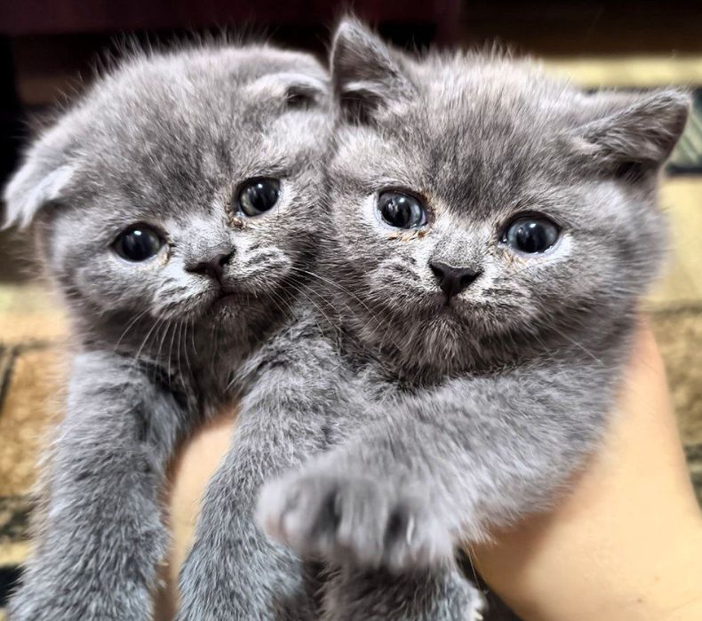 Шотландский чистокровные котята скоттиш фолд скоттиш страйт