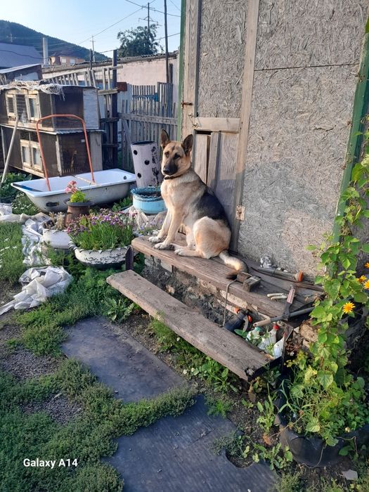 Щенки авчарки ВЕО