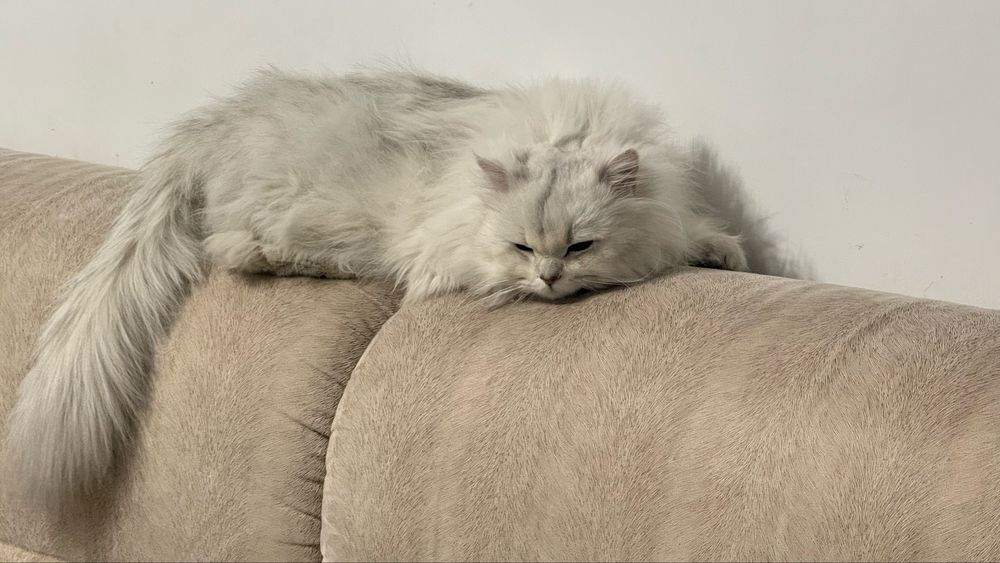 Дам кот длиннашорстый шиншилла