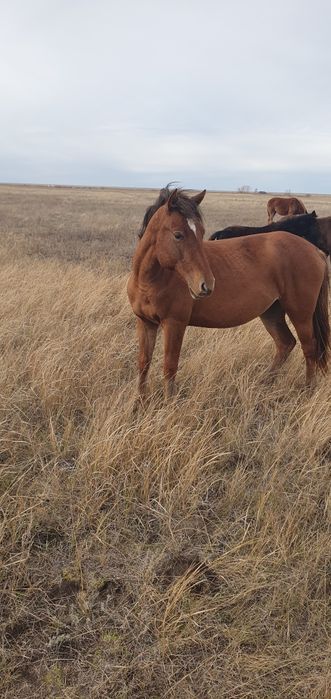 Байтал сатылады!