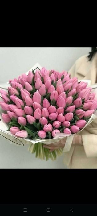 Тьюльпаны оптом с теплицы