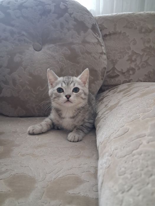 Котенок мальчик 6 мес