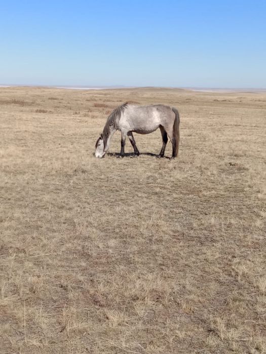 Жақсы жылқылар сатылады